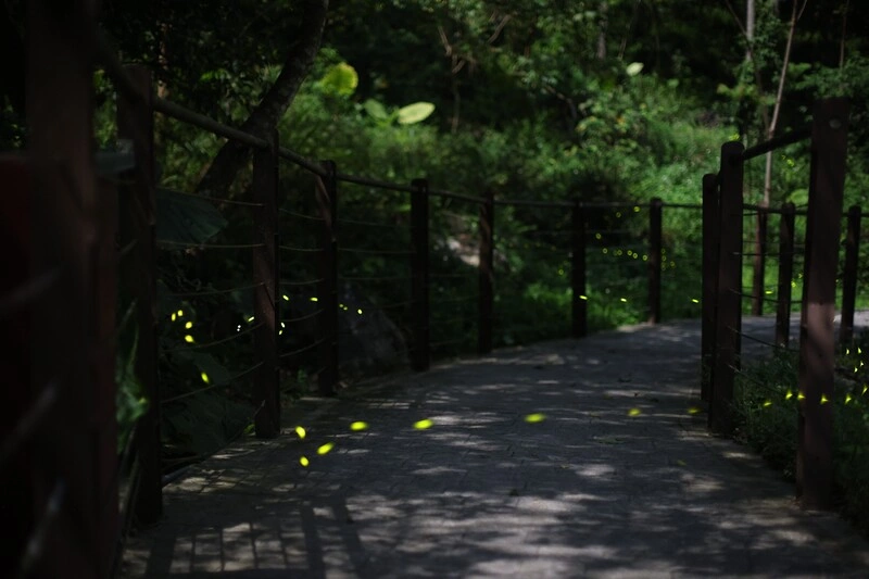 八仙山童螢季採低藍光AI技術　營造友善賞螢環境