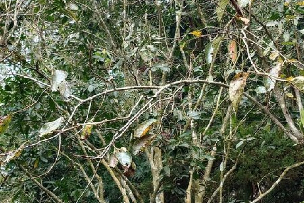發展地方特色產業  嘉義瑞峰種植台灣原生山茶