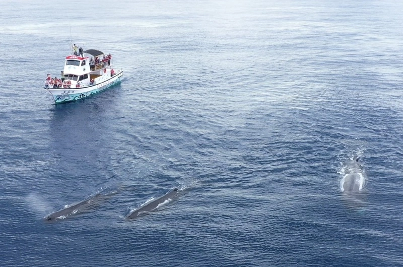 太平洋抹香鯨π計畫　監測東台灣海域