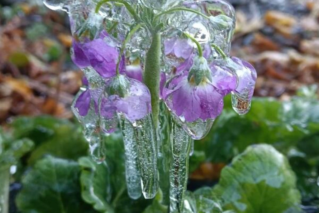 武陵農場清晨低溫　花朵被冰封