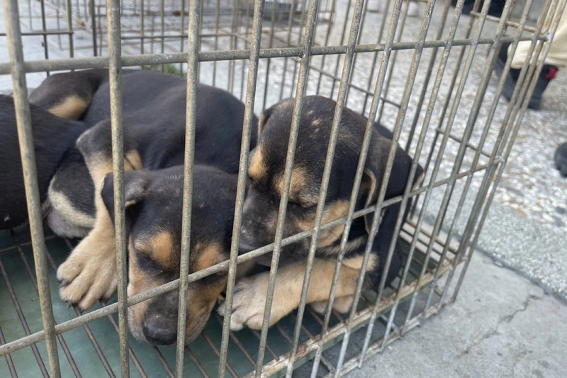 台南民宅遭檢舉宰殺犬隻　初查無事證採樣送驗