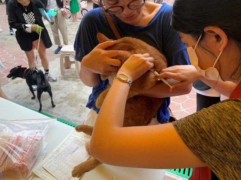 貓咪未辦寵物登記最高罰飼主1.5萬