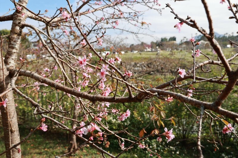 南投鹿谷小半天石馬公園櫻花開約3成
