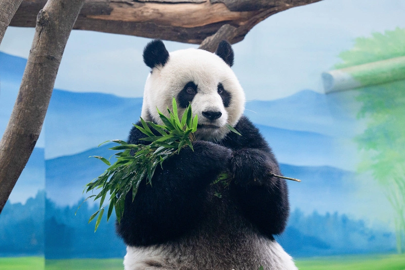 大貓熊「圓仔」例行健檢　北市動物園：健康寶寶