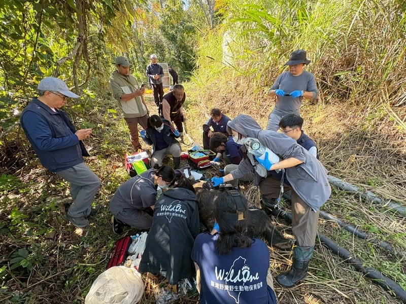 黑熊阿里曼屢滋擾引恐慌　捕獲送台北市立動物園安置