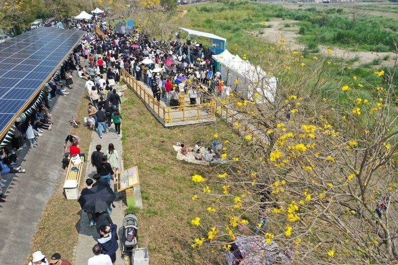 嘉市黃花風鈴木花季3/7登場　打造春日限定派對