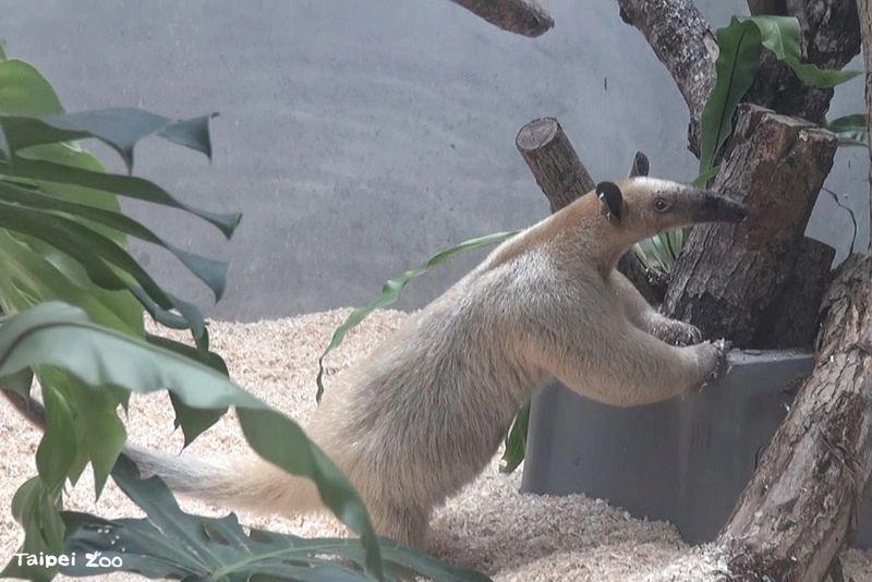 北市動物園小食蟻獸「黑妞」失蹤  園方急籲協尋