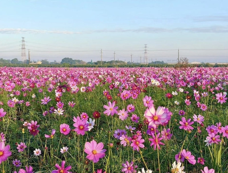 彰縣府打造冬季花海