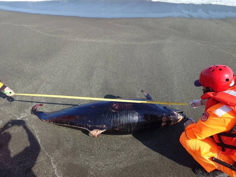 台東長濱岸際發現死亡鯨豚  岸巡協處丈量體長