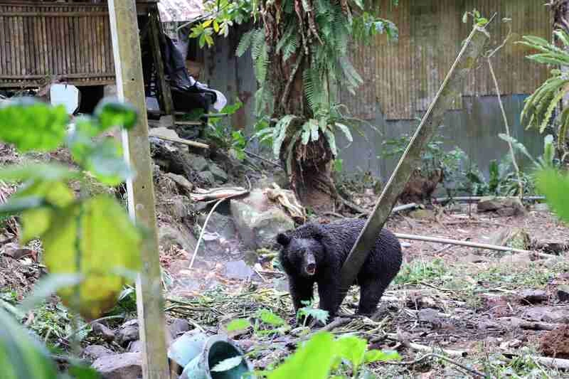 侵擾阿里山鄒族部落黑熊  林保署成功捕捉回放山林