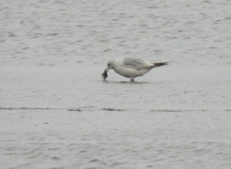 遺鷗台南將軍鹽田現蹤　台灣第5筆紀錄