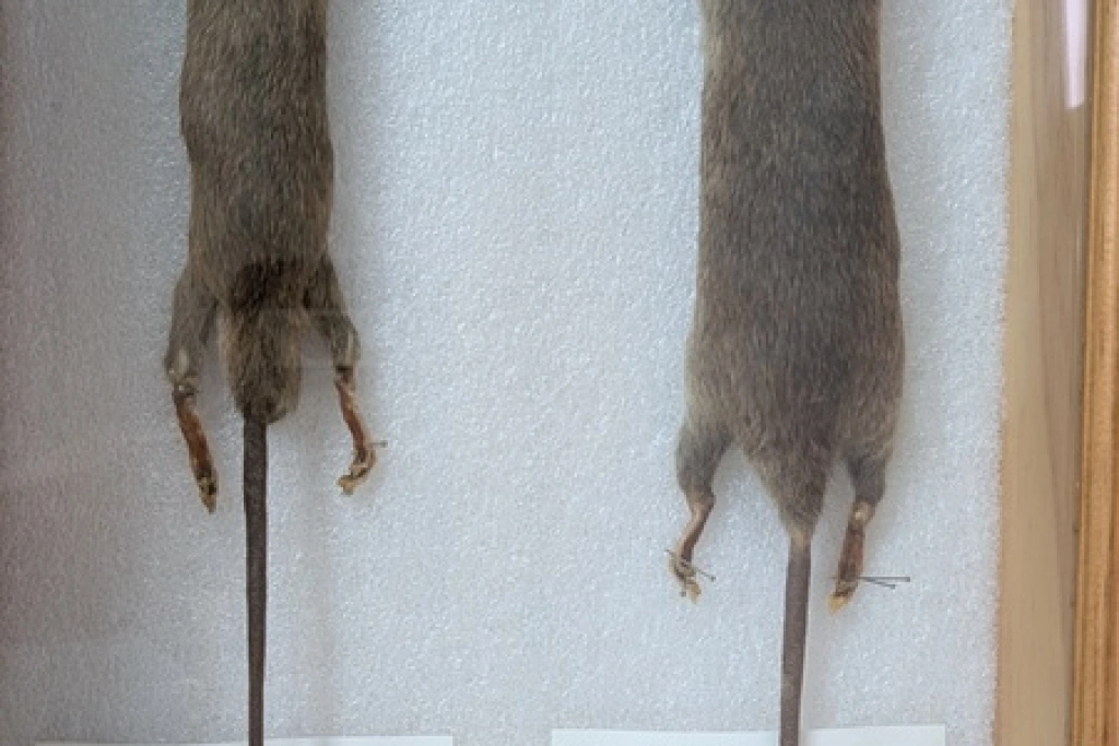 115年首例染漢他病毒亡　北市7旬翁發病8天過世