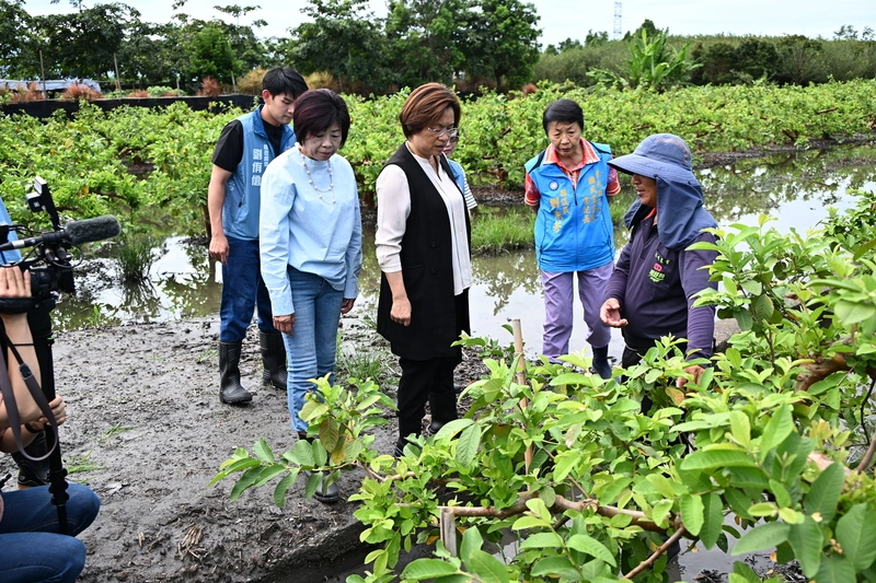 王惠美視察芭樂農損　爭取納入天災救助品項