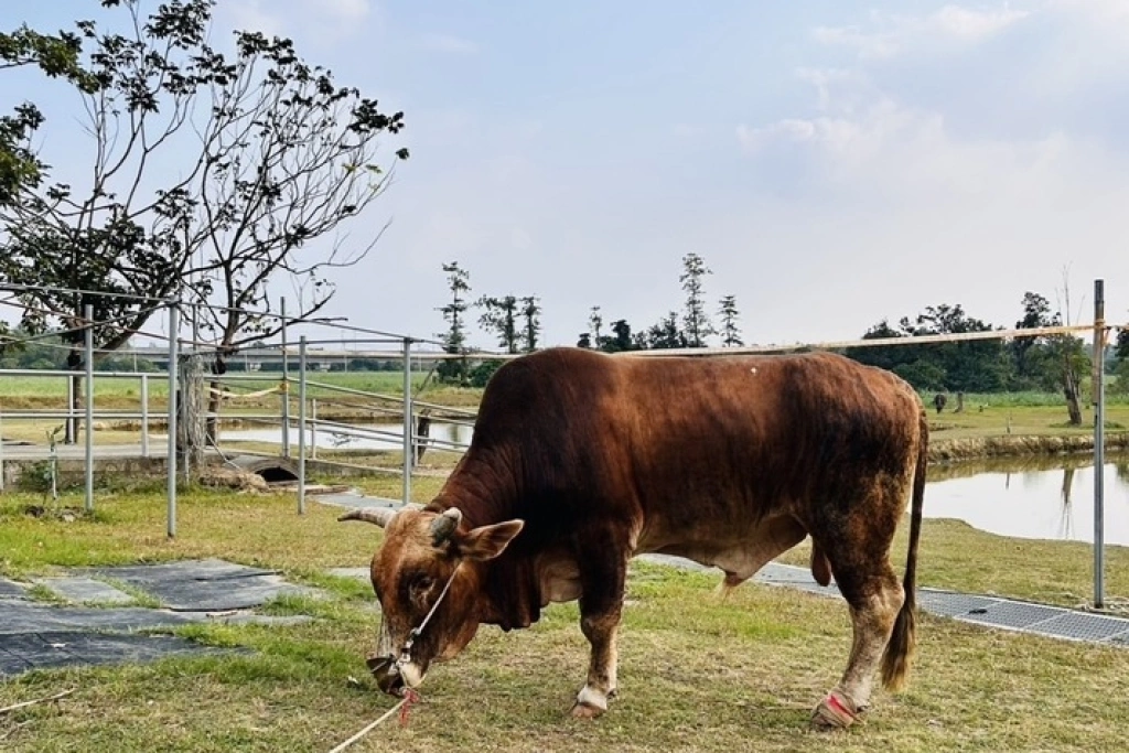 南投受虐黃牛住進台南「老牛的家」