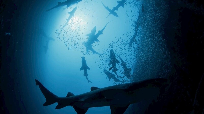 海科館推巨幕首映「鯊魚王國」