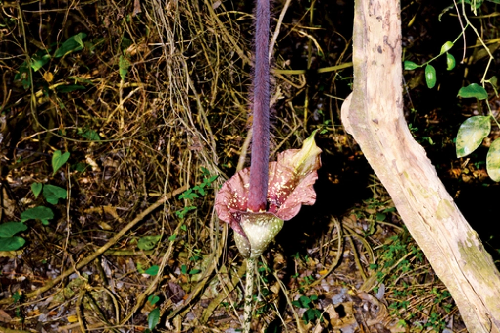 解密壽山「雷公槍」　自管處研究魔芋生長分布規律