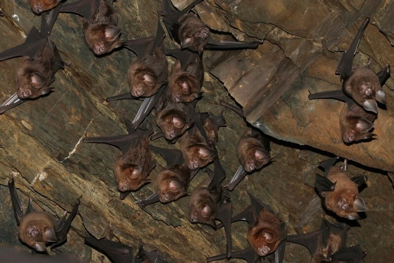 研究團隊導入AI聲學技術　揭露壽山蝙蝠多樣性