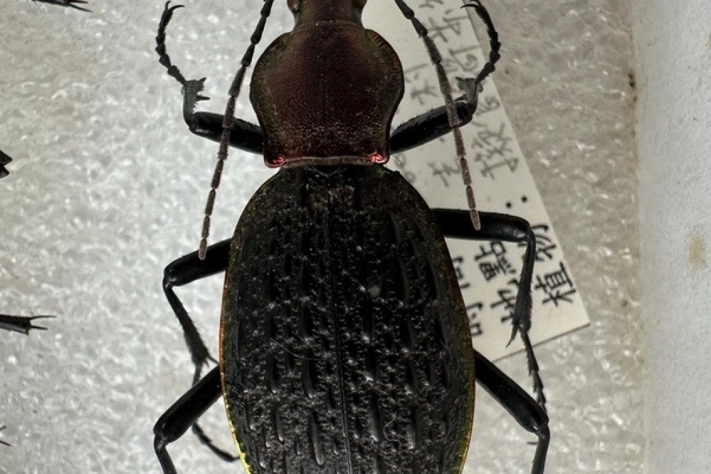 花蓮農改場昆蟲博士楊大吉  花10多年製作上千標本