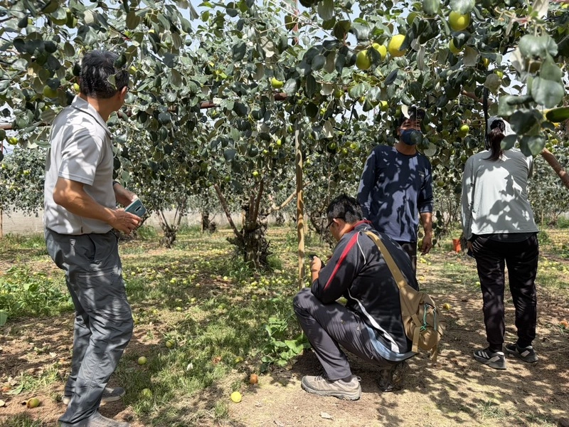 高雄2、3月降雨　棗農損救助3/18起受理申報