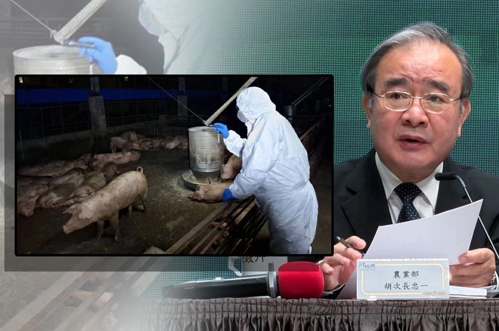 非洲豬瘟失守矛頭指向廚餘養豬？農業部回「符合世衛規範歐盟、美日都在用」：待疫調後決策