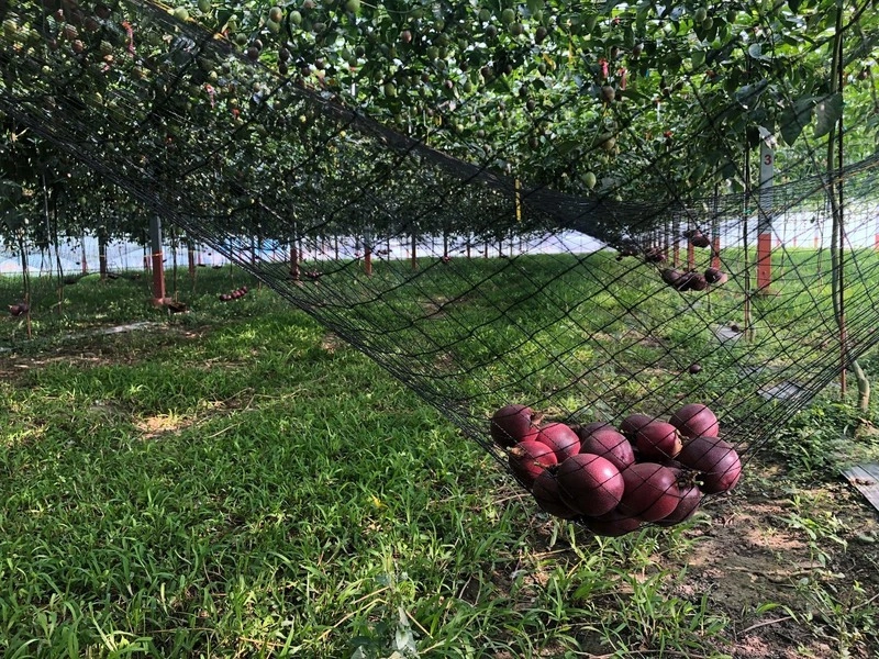 百香果設吊網採收