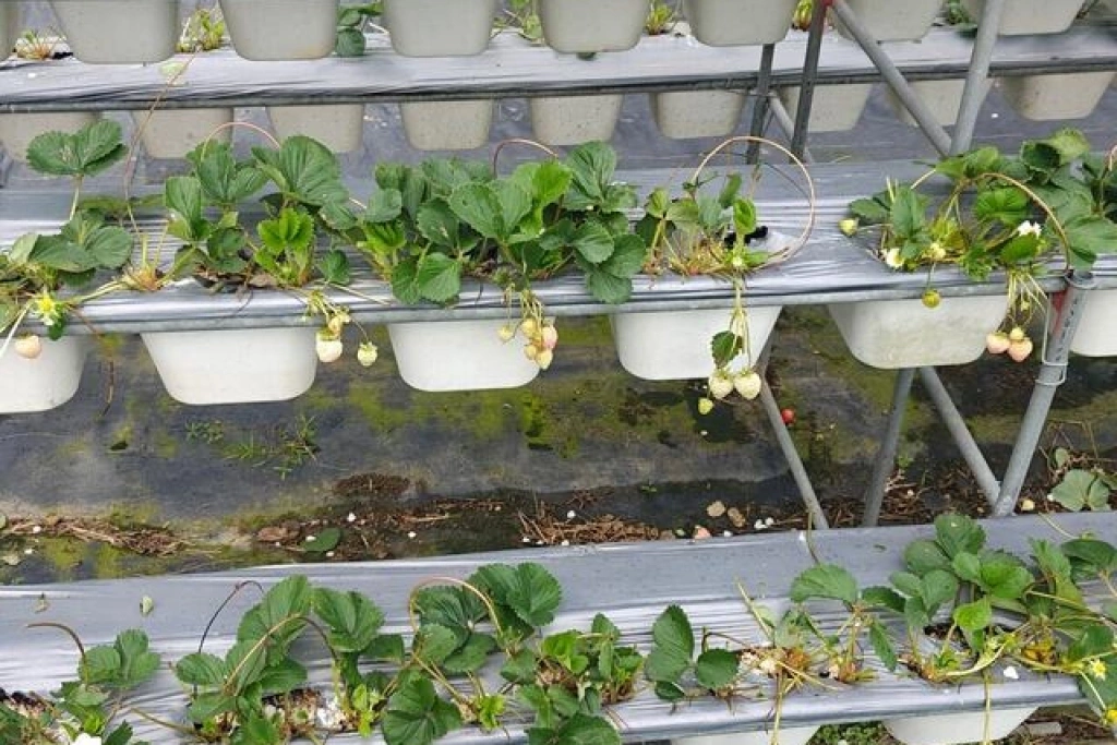 牛隻闖入影響莓果園作物　竹縣府將查證