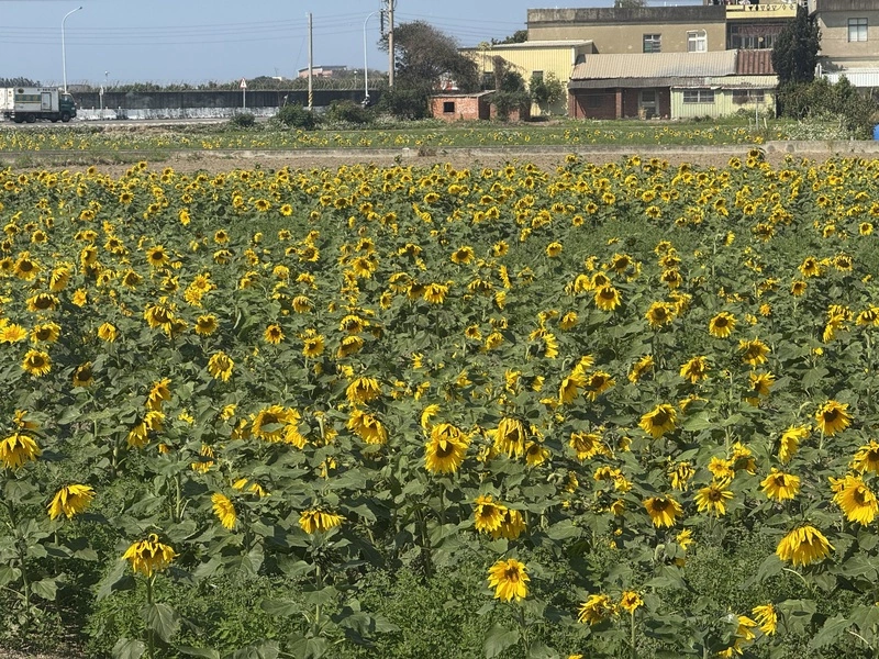 竹市休耕農田種滿向日葵　金黃花海成打卡熱點