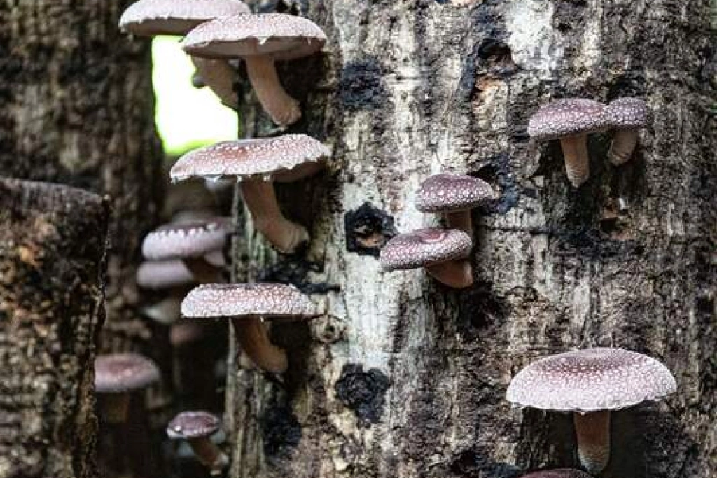 無印良品攜手「林下良品」 分享阿里山農產好滋味