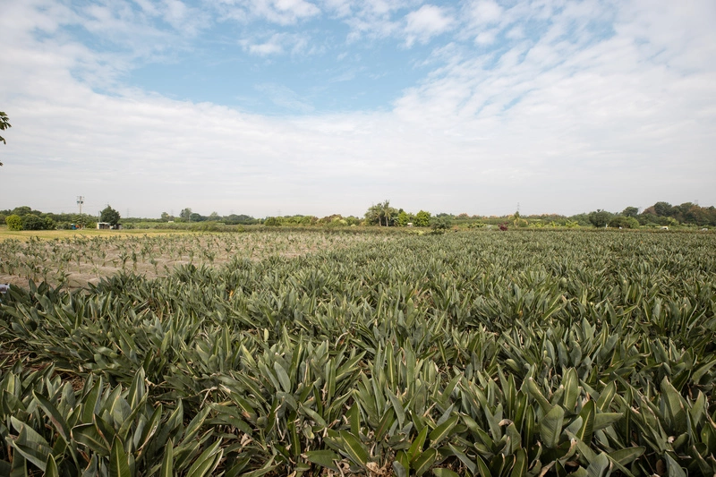 賴總統曾視察　內政部通過彰化溪州國有耕地放領案