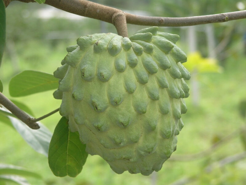 釋迦產季登場　114年產量回升