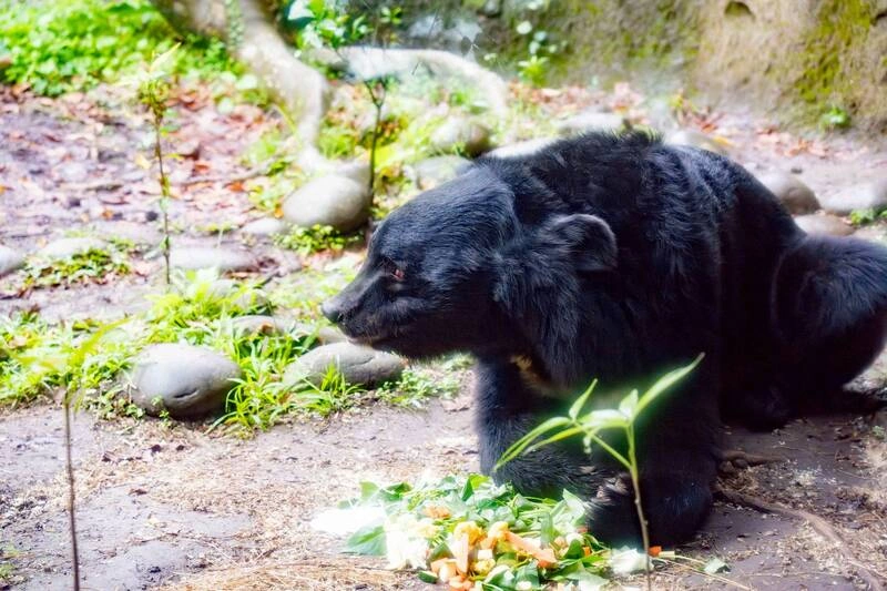 亞洲黑熊黑糖17歲慶生　展現靈敏嗅覺