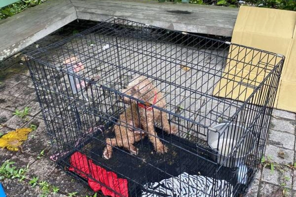 嘉縣飼主虐待紅貴賓犬又丟山區棄養  遭罰11.3萬