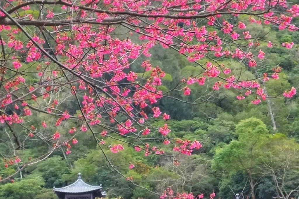 馬祖南竿櫻花迎盛開　可望成新景點