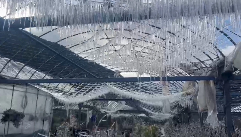 武陵農場零下低溫急凍　藤花園化身冰晶世界