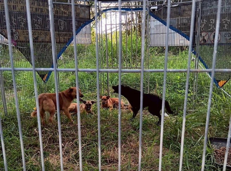 嘉義仁義潭成棄養聖地  超過千隻浪犬流竄