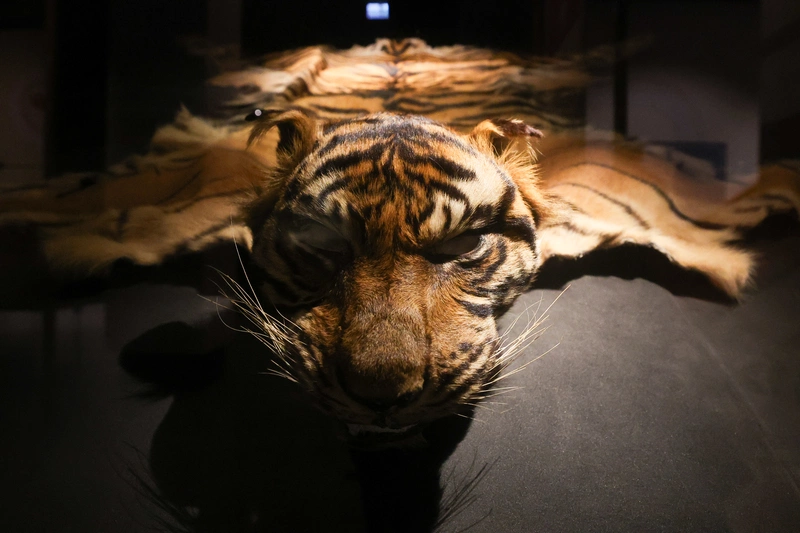 「第六次大滅絕」特展　台博館展出（3）