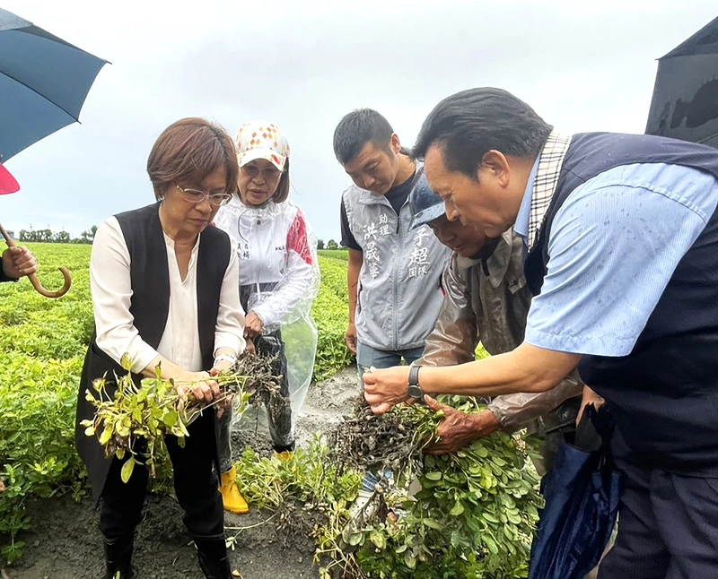 王惠美籲速核彰化花生災害救助　農業部17日現勘