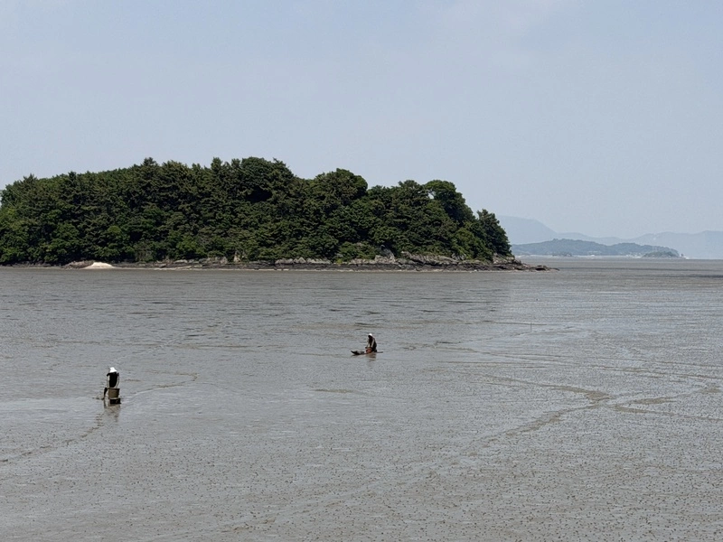 世界遺產擴大登錄「韓國泥灘」範圍  肯定生態保育