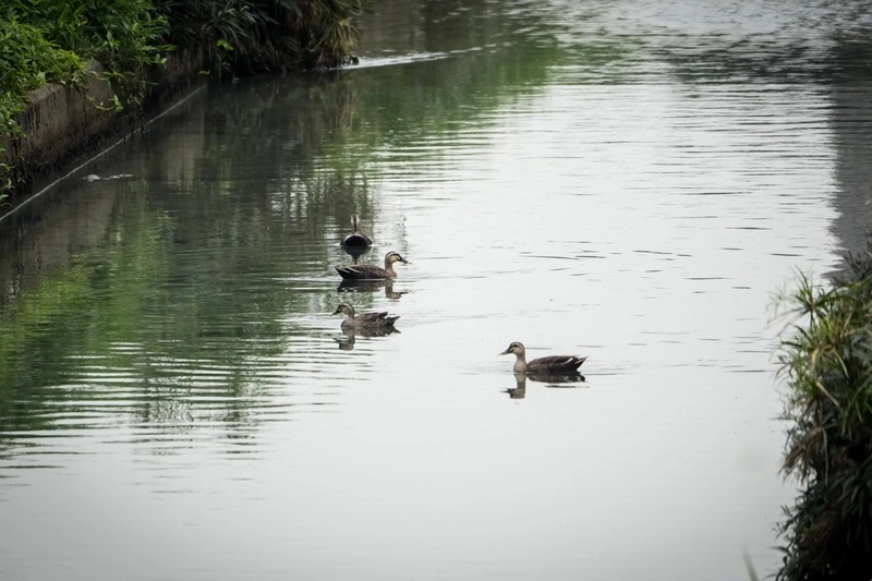野生候鳥花嘴鴨連2年現蹤板橋湳仔溝