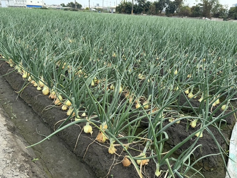 高雄林園洋蔥產季　農會推禮盒即日起開放訂購
