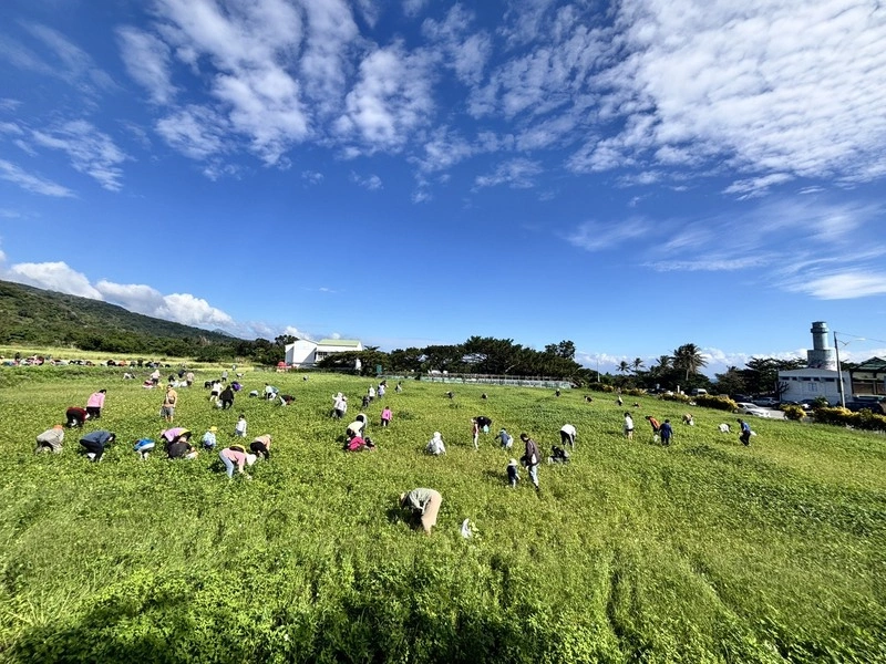 台東成功鎮農會初辦拔蘿蔔　逾400人參加