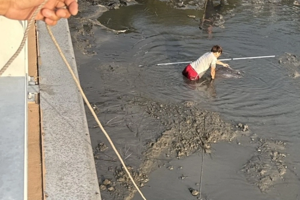 翻車魚擱淺北市關渡碼頭　動保處與民眾救援返海
