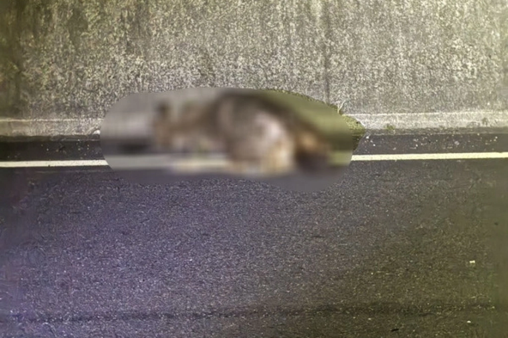 國3台南白河段小客車暗夜撞水鹿　鹿死車損無人傷