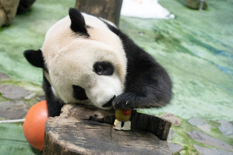 歡慶大貓熊「圓寶」6歲生日 北市動物園推認養保育