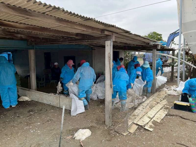 未通報H5N1還棄置斃死鵝　雲縣府開罰並撲殺1626隻