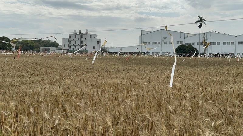 台中大雅小麥產業文化節  麥穗蹦馬戲3/7登場