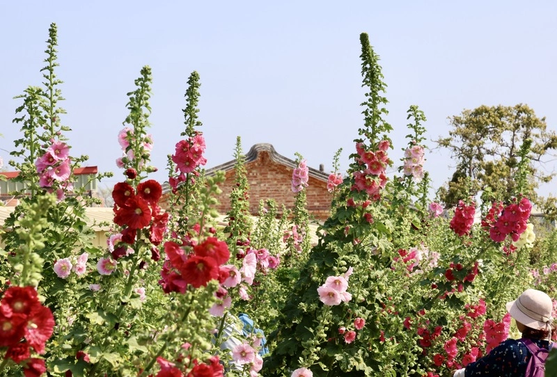 台南學甲蜀葵花文化節開幕　構築多層次五彩花毯