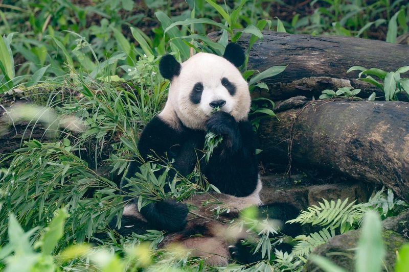 冷氣團來襲　北市動物園大貓熊充滿活力