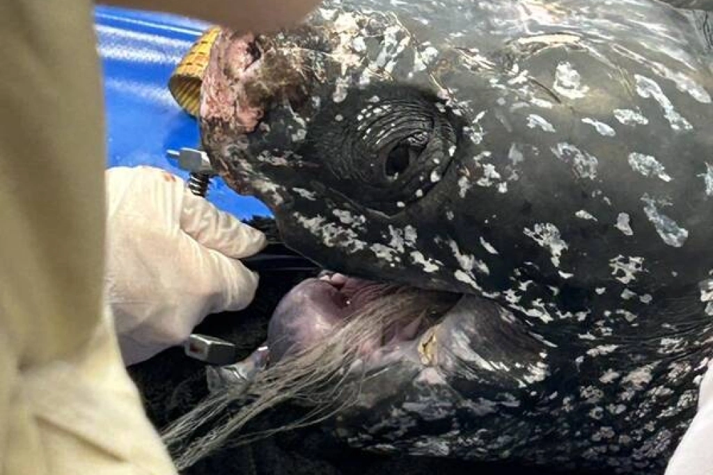 宜蘭受困革龜死亡　解剖取出9公尺長漁網