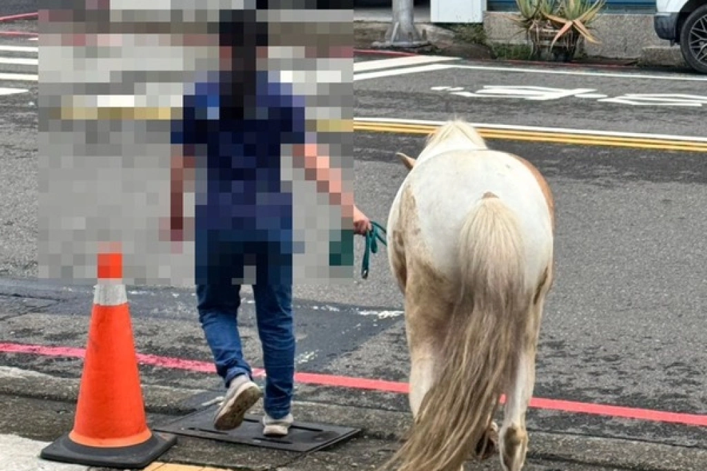 颱風天岡山駿馬獨自壓馬路　民眾牽到警局飼主領回